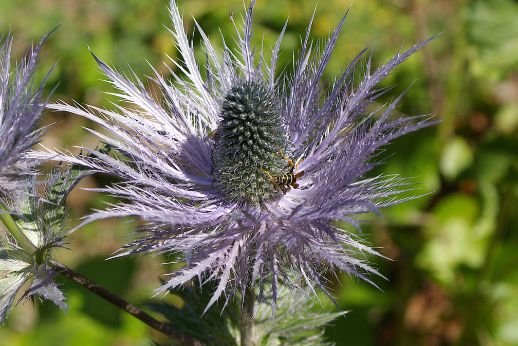 Eryngium alpinum / Regina delle Alpi